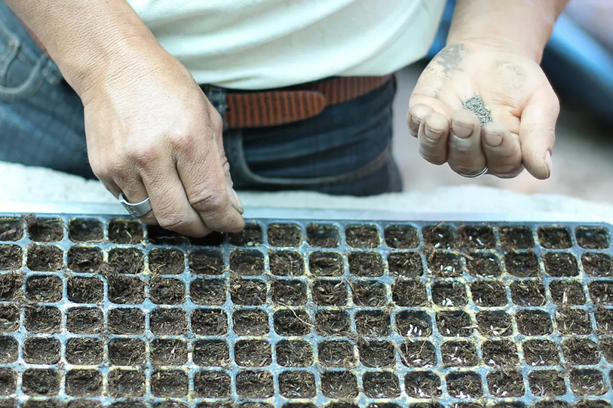 Agricultura orgánica