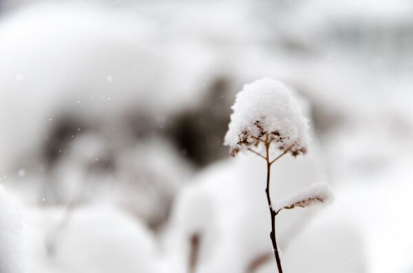 Nieve