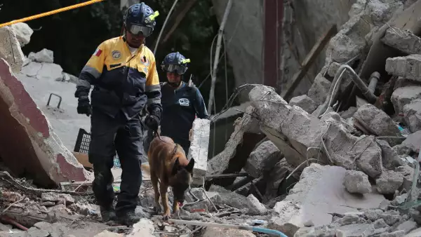 animales sismo ayuda