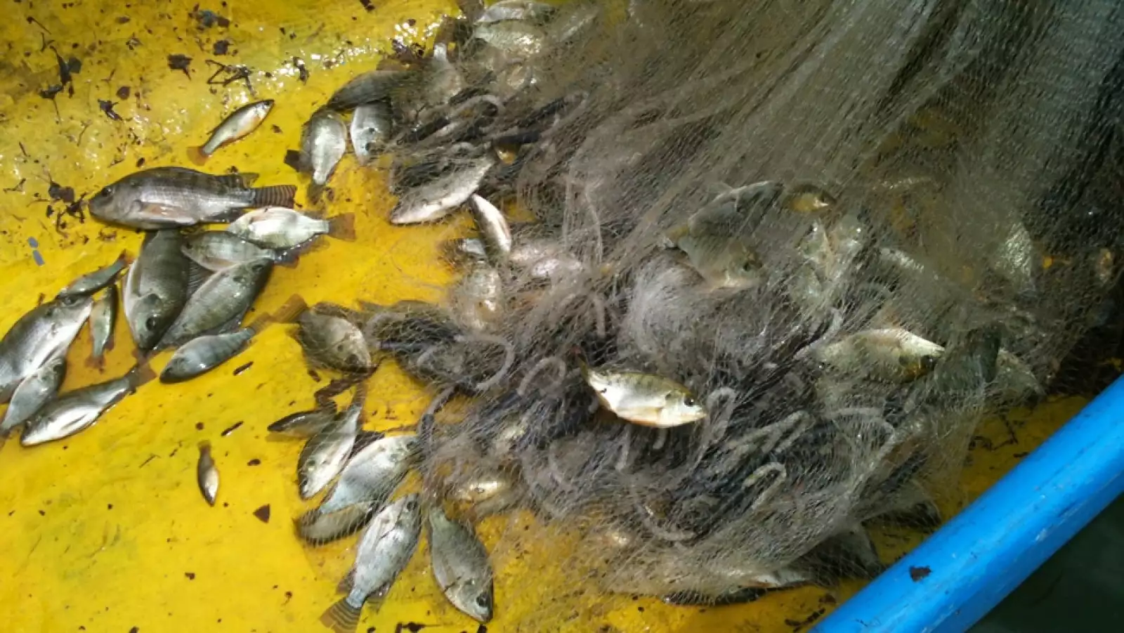 redes de pesca en xochimilco