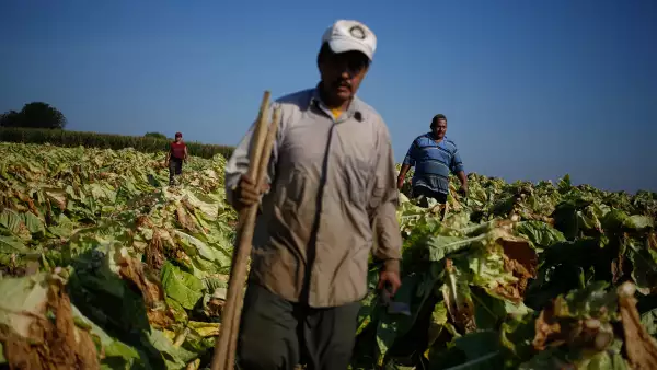(Trabajador mexicano en un cultivo de tabaco en Estados unidos)