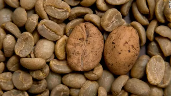 Grano de café