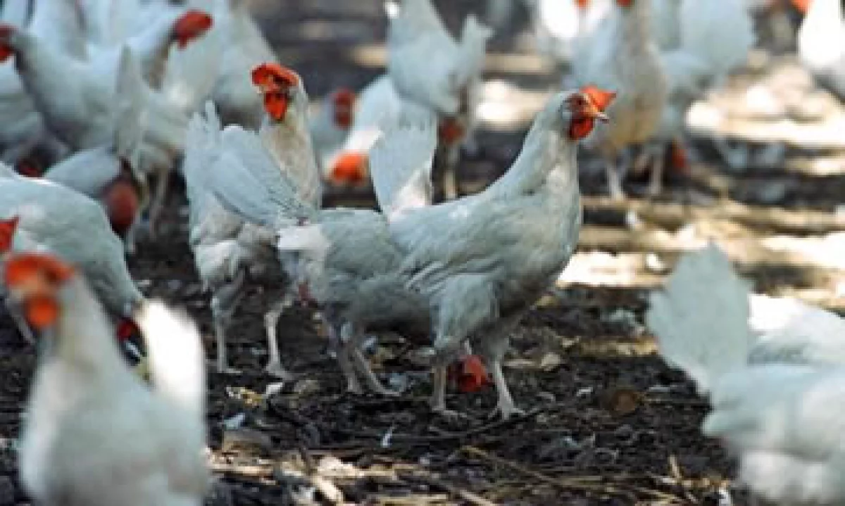 El 31 de julio, México confirmó dumping en las exportaciones de pollo de EU. (Foto: AP)