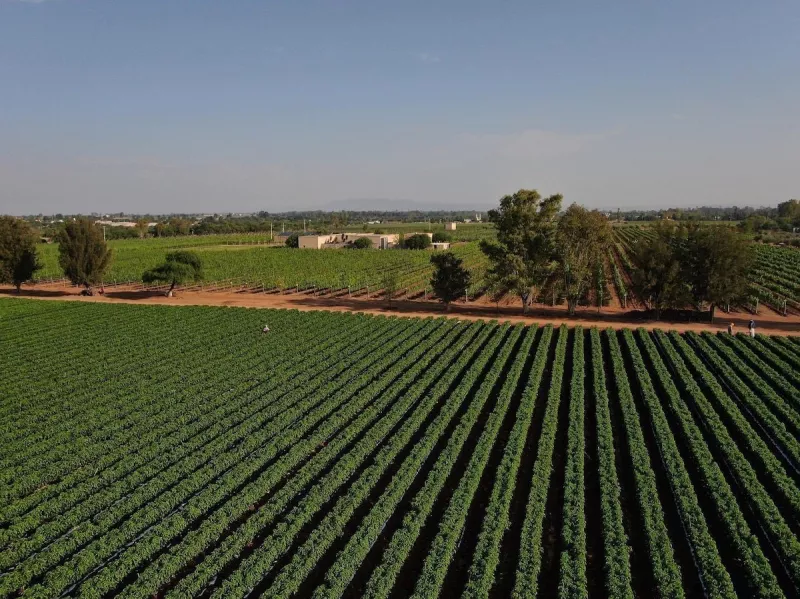 CUNA DE TIERRA 1.JPG