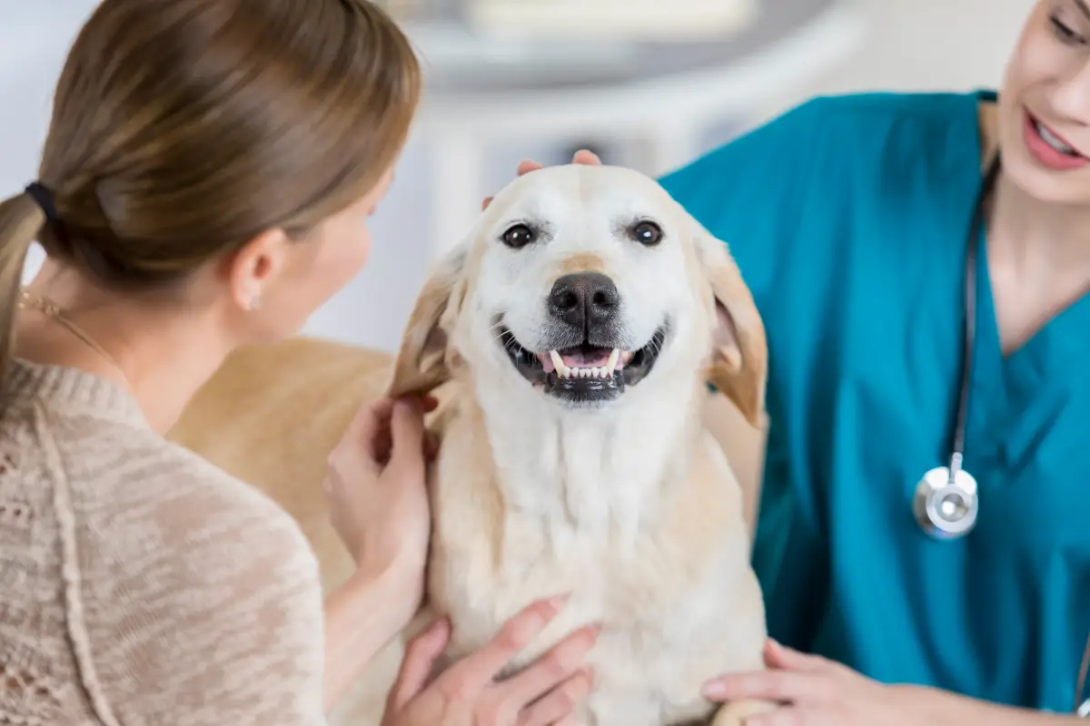 limpieza-dental-mascotas