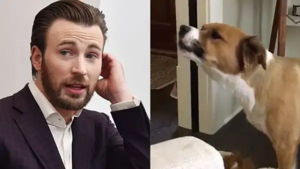 Chris Evans' Dog
