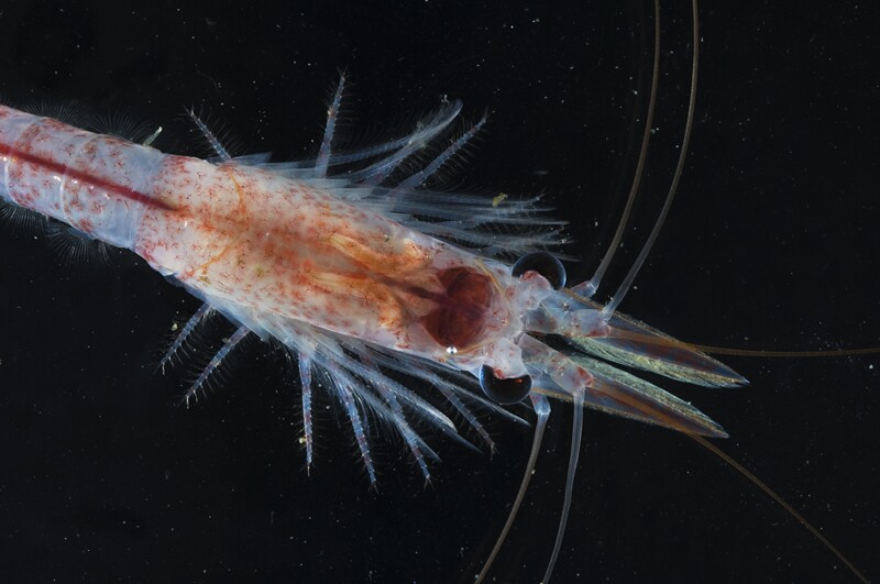 Misterioso ecosistema marino en la Antártida