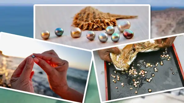 Collage de perlas cultivadas en Baja California Sur.