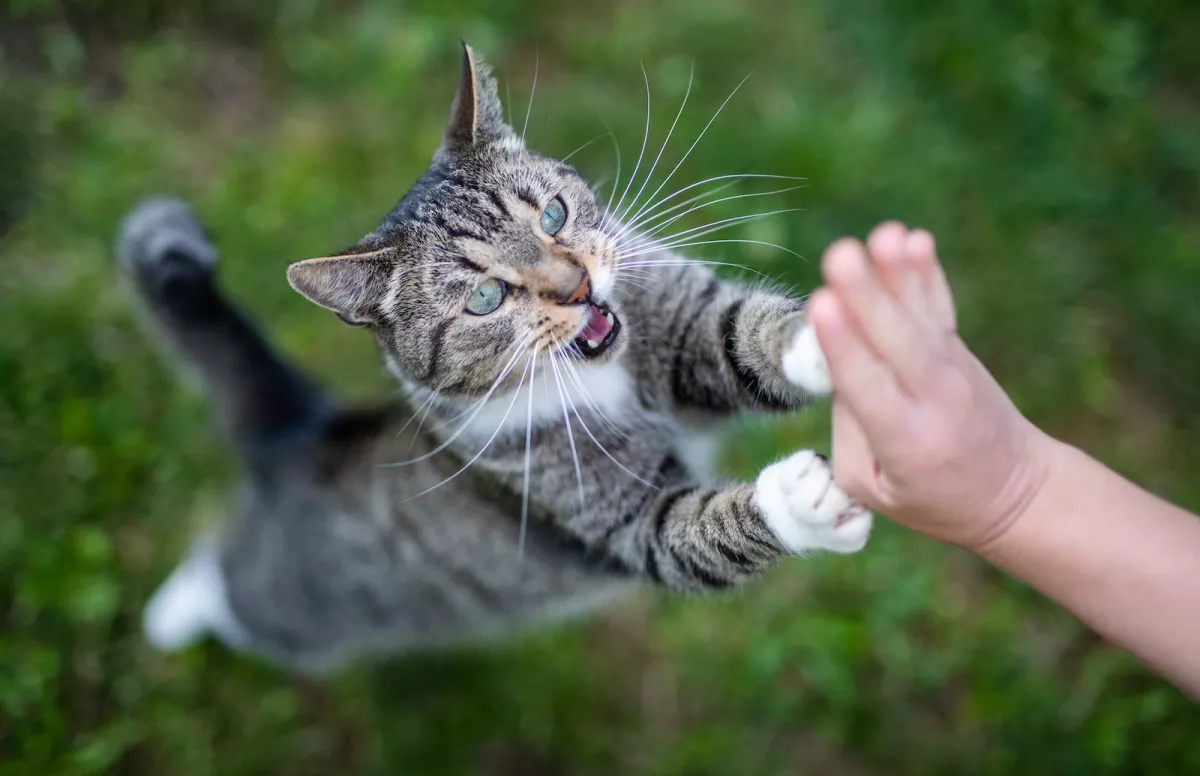 Cat "Yoshi"