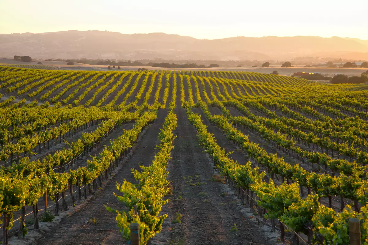 Viñedos