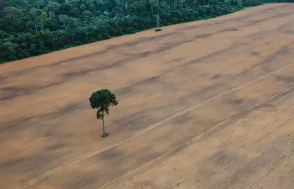 Un solo árbol queda de pie en un campo de soja junto a la selva tropical, al sur de Santarém y a lo largo de la autopista BR-163.