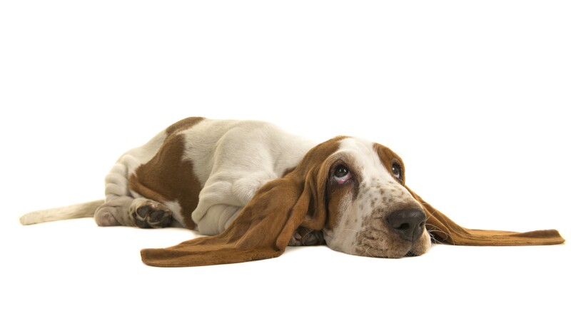Perrito