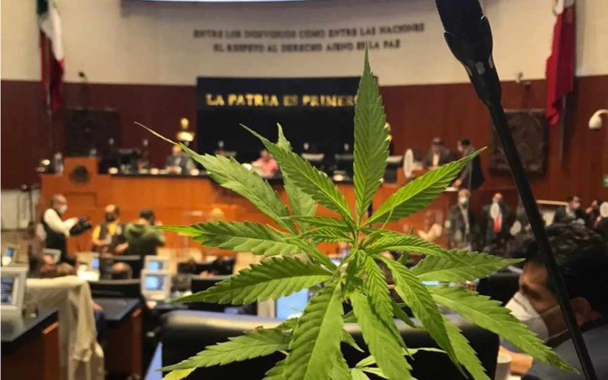 Planta de cannabis en el Senado