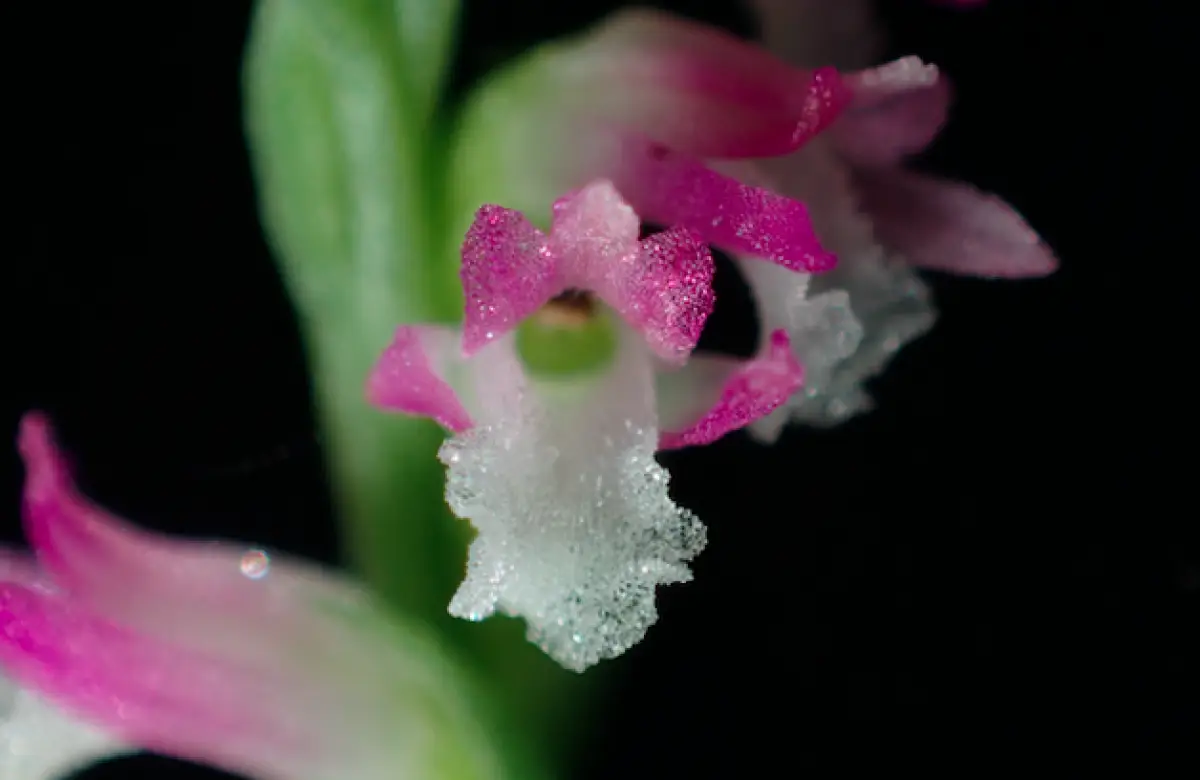 orquidea-especie-japon
