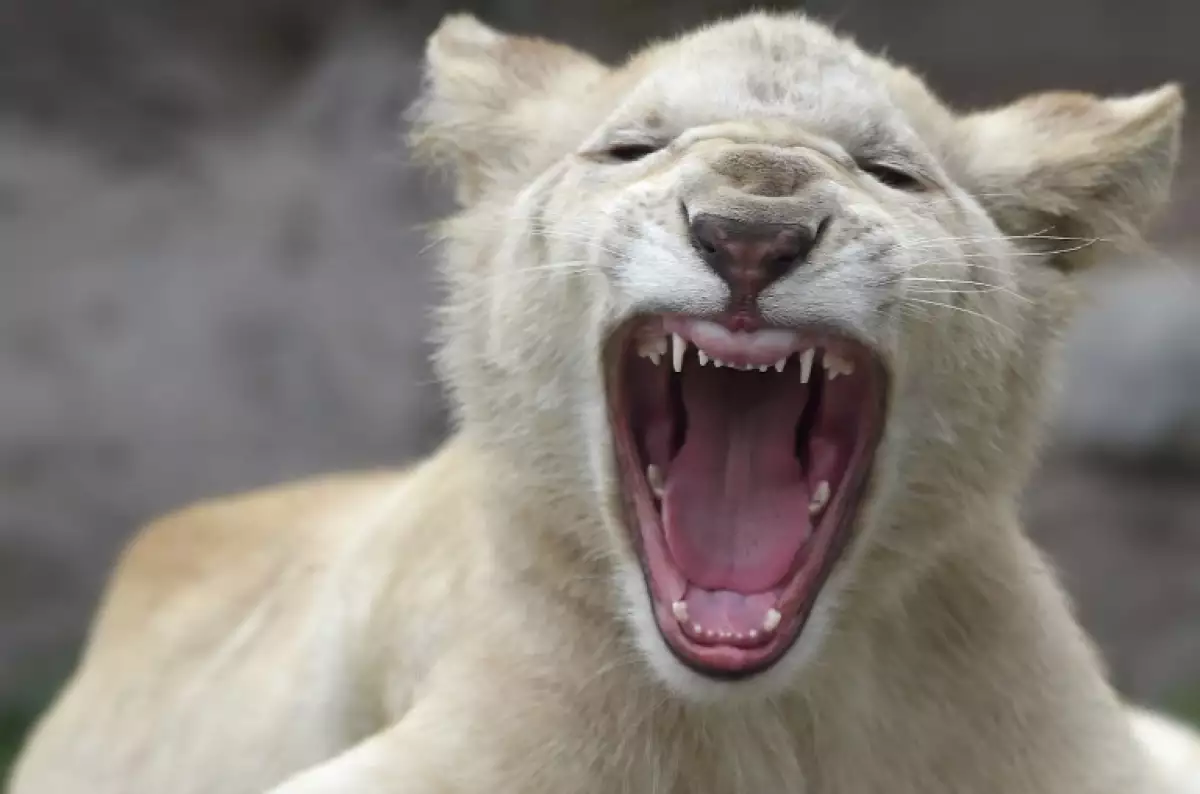 Cachorros de león blancos