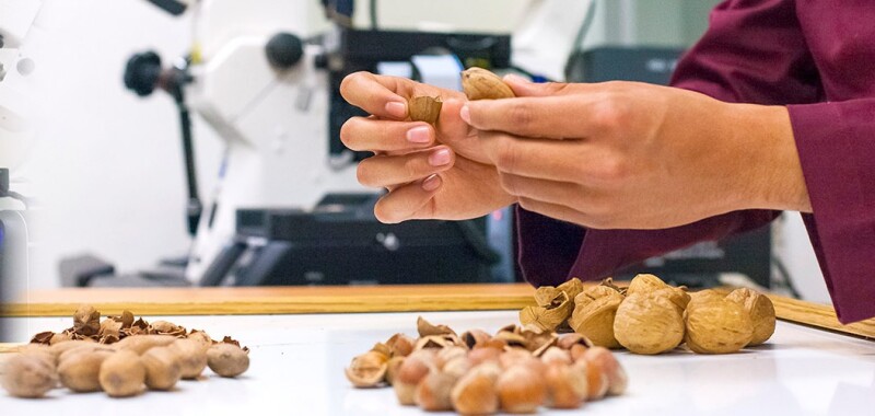 Bioplástico de nueces