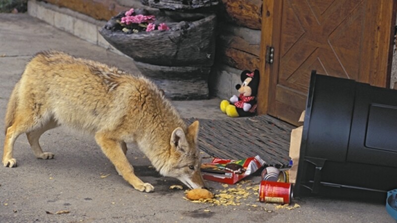 coyote