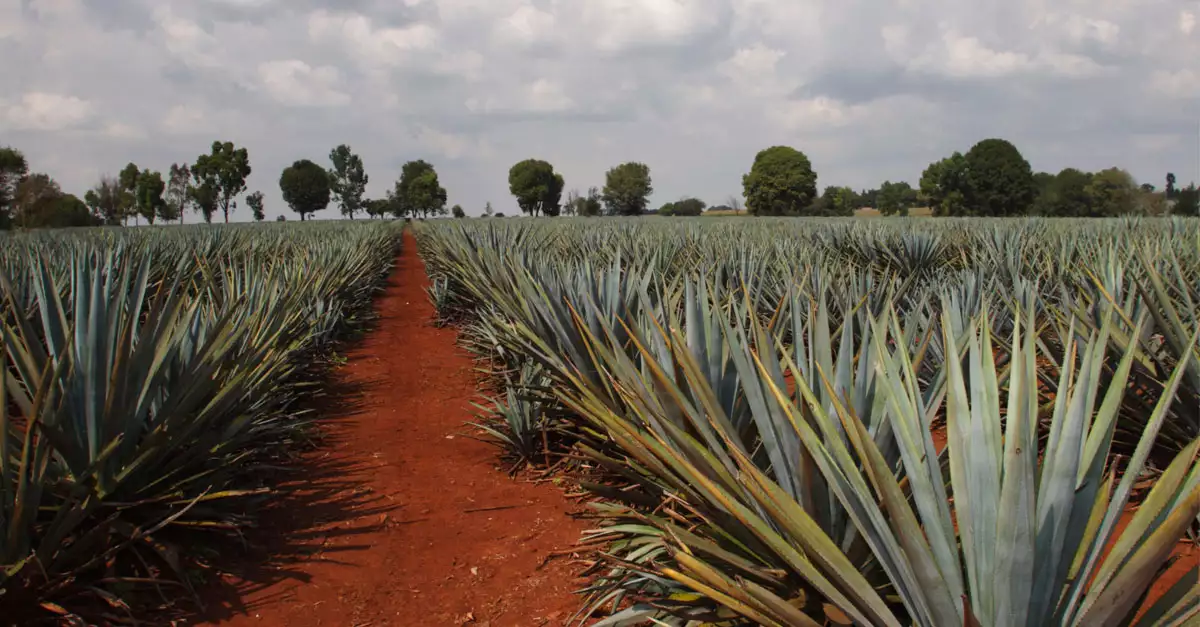 Tequila
