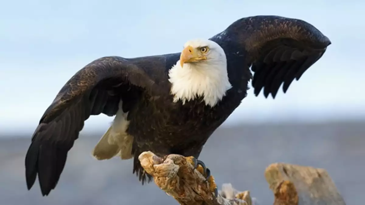 águila calva especies aves