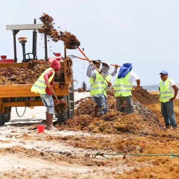 acumulaci�n de sargazo 7