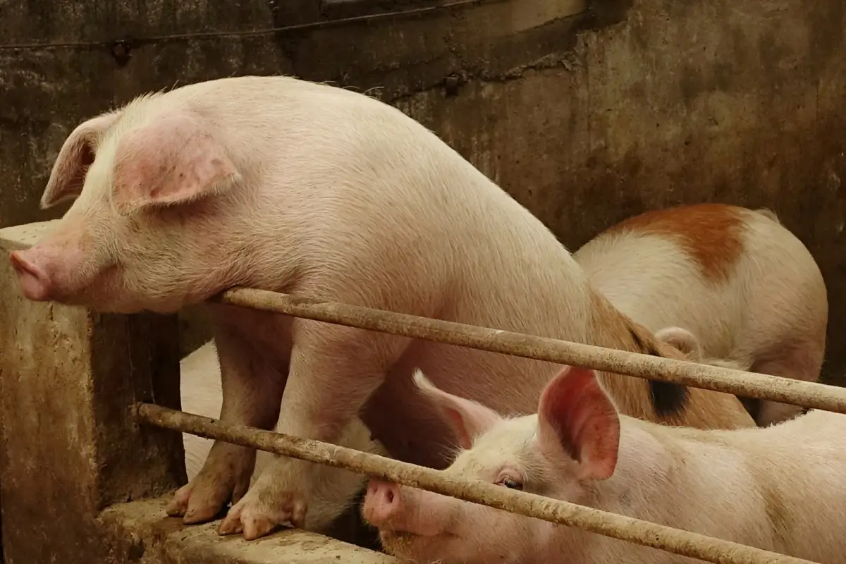 FILE PHOTO: Pigs are seen on a farm at a village in Changtu county, Liaoning province, China