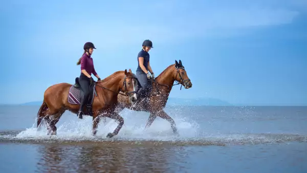 Caballos vivienda de lujos 