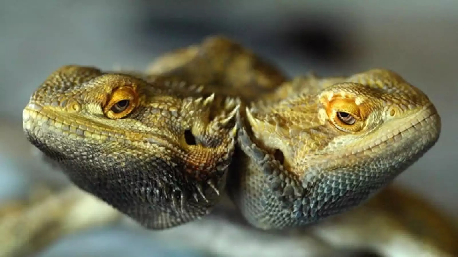 Animales con dos cabezas