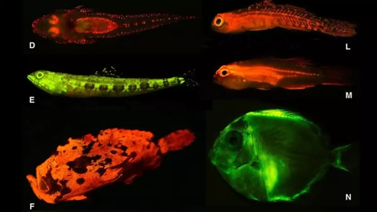 peces bioluminiscencia biofluorescentes
