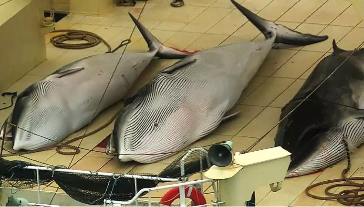 Ballenas
