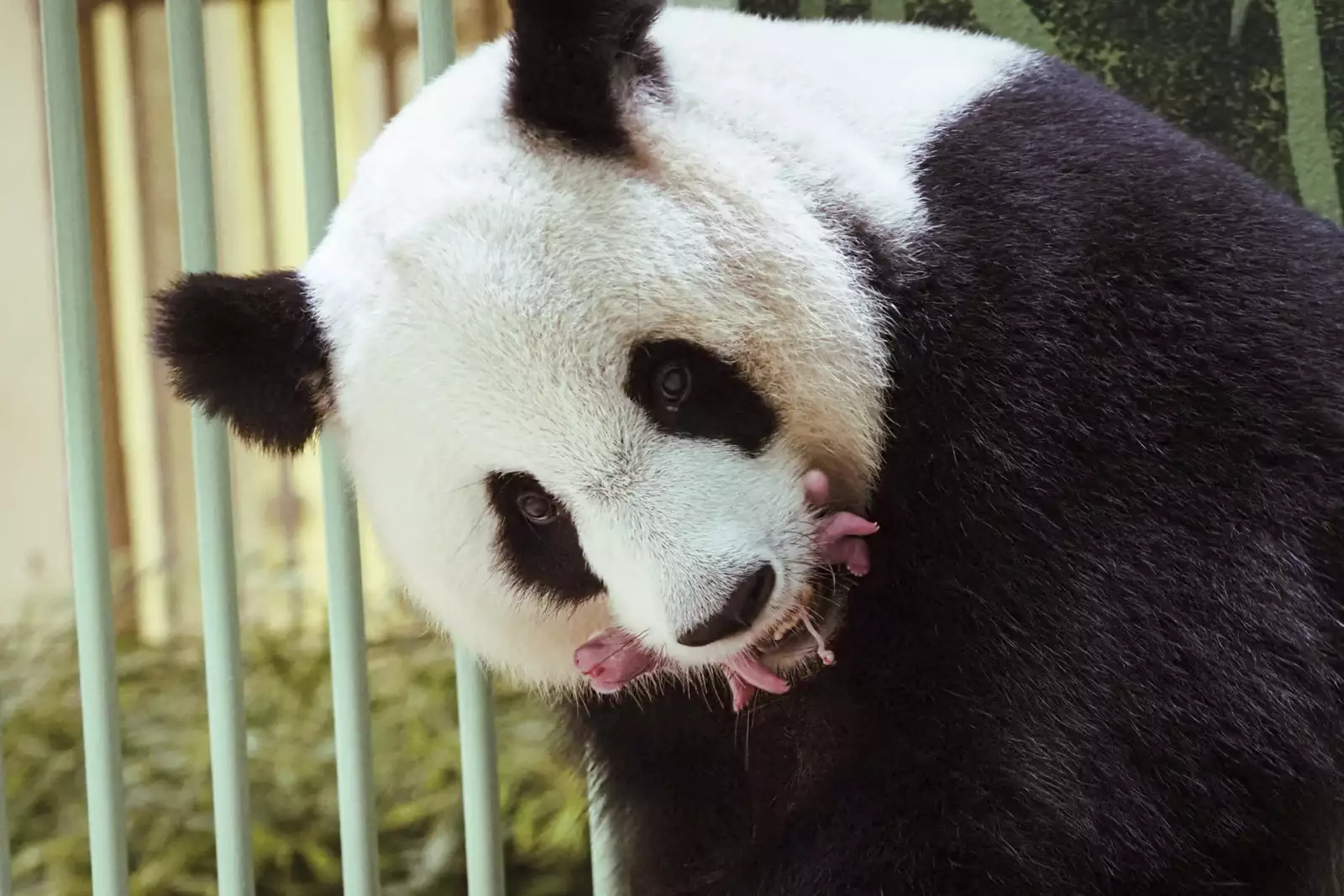Beauval Zoo: the panda twins are born
