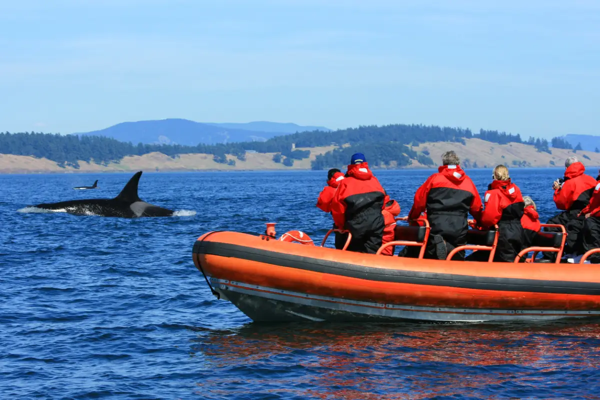 Ballenas