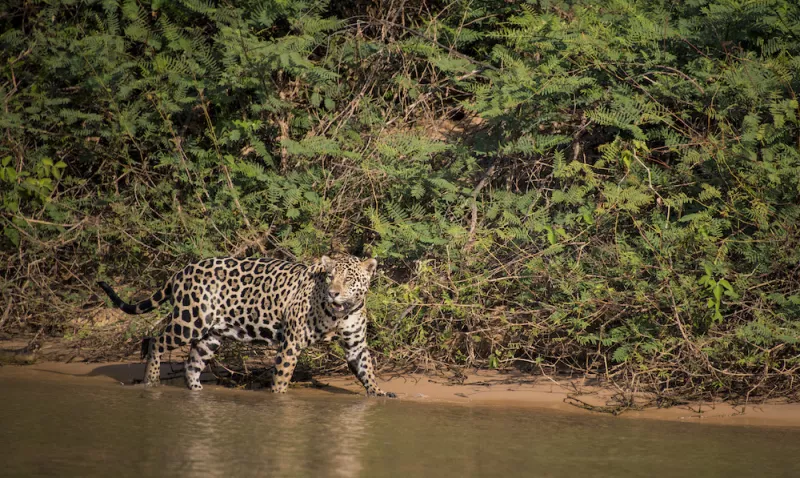 Jofre_Jaguars__15.JPG