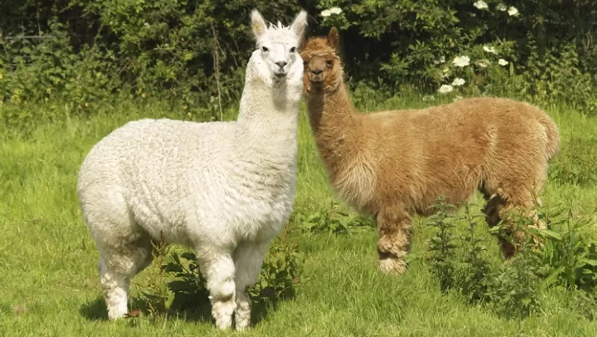 llama
