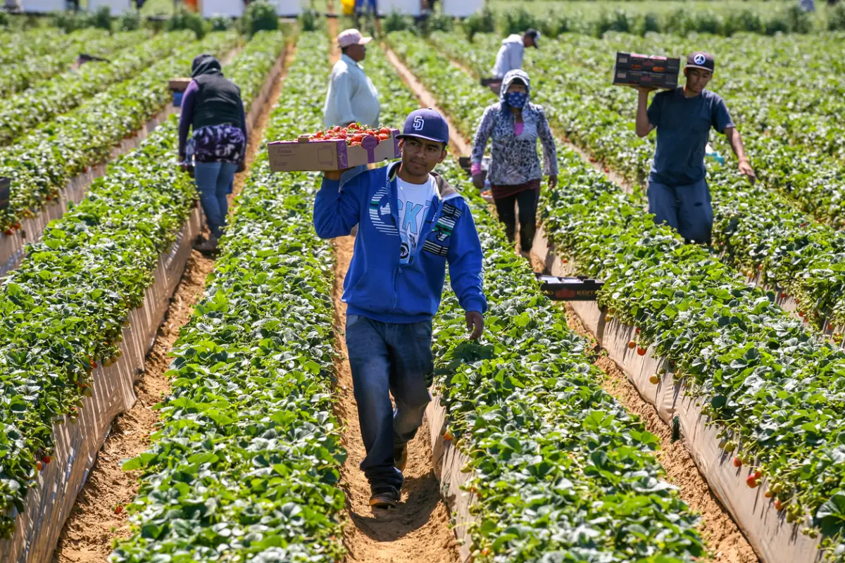 El campo mexicano será el ganador con el nuevo TLCUEM