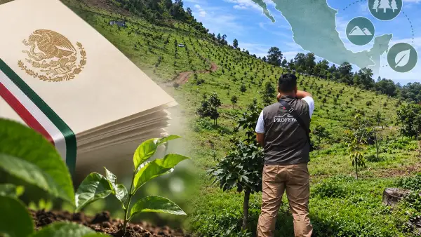 Personal de la Profepa realiza labores de inspección en una zona de reforestación en Michoacán.