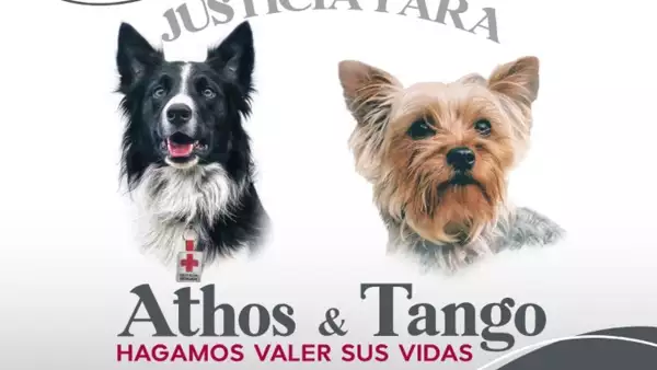 Athos y Tango, dos perritos, fueron envenenados.