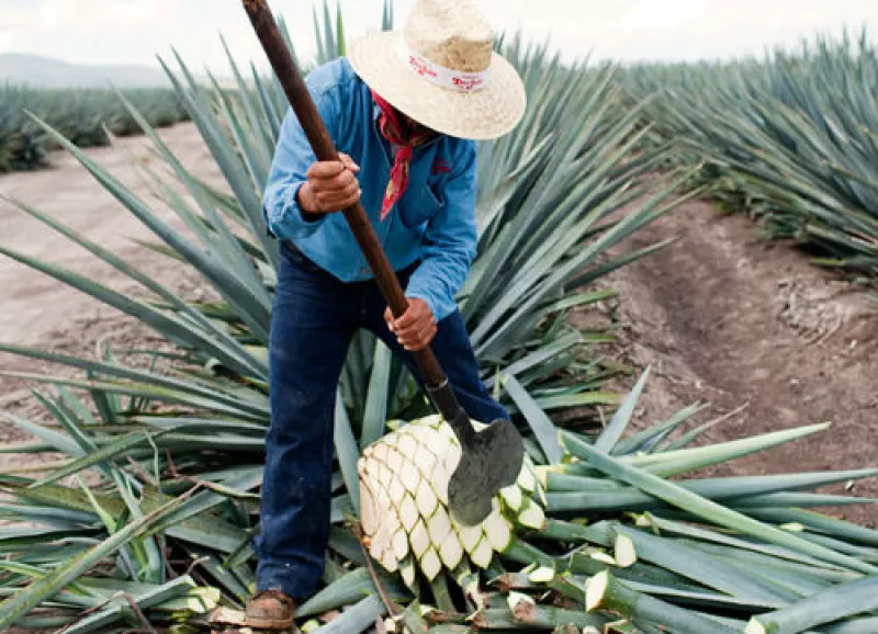 jimador tequila Don Julio