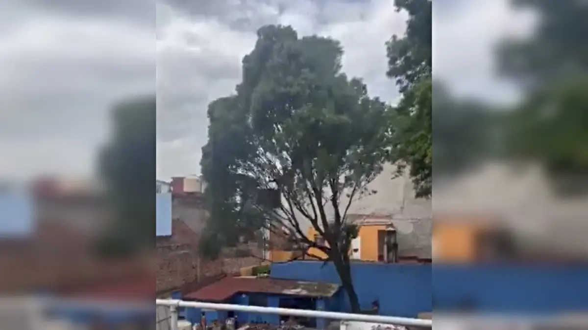 Vecinos lamentan el derribo del árbol "Eugenito"