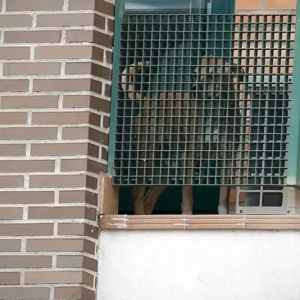 Excálibur perro protestas 2