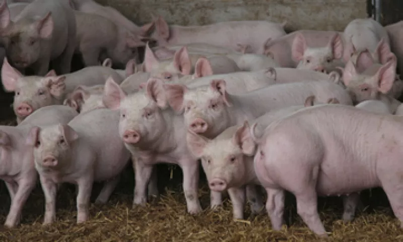 El principal importador de cerdo mexicano es Japón, con 86% del total. (Foto: Getty Images)