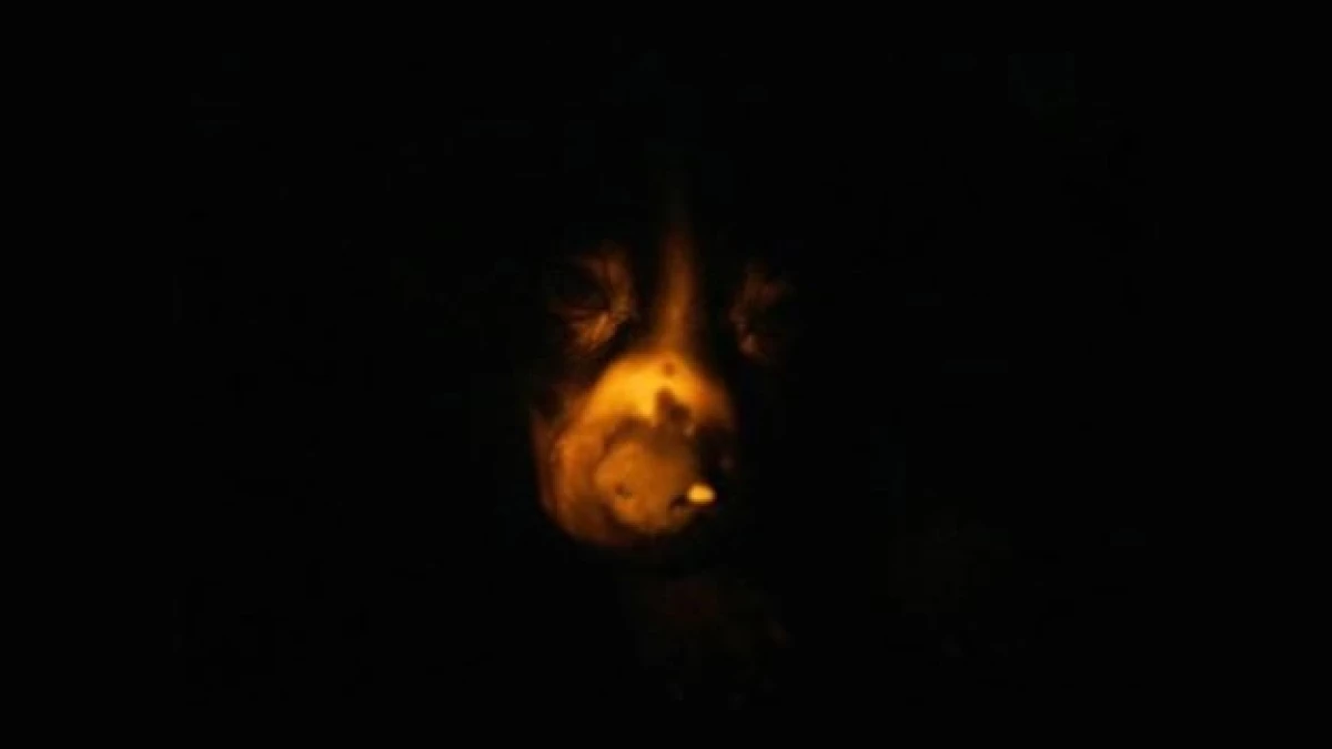perro fluorescente