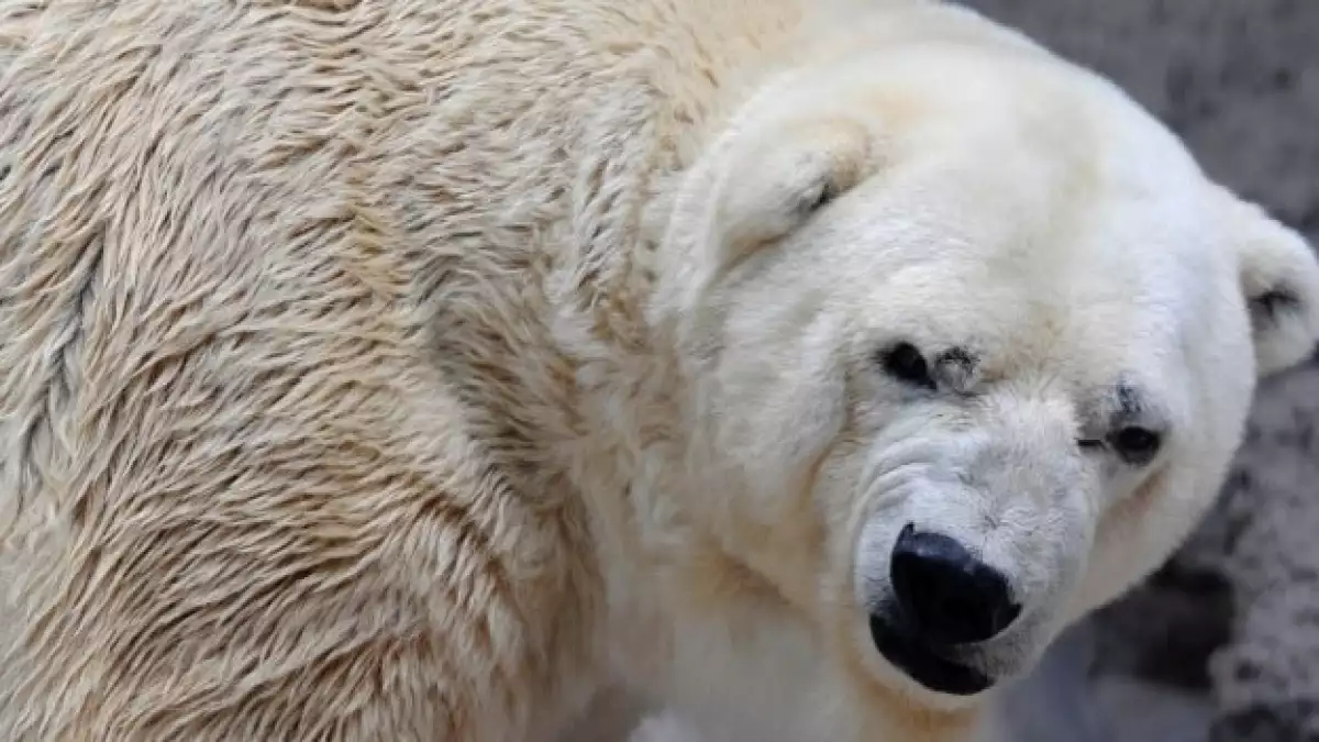 arturo oso polar