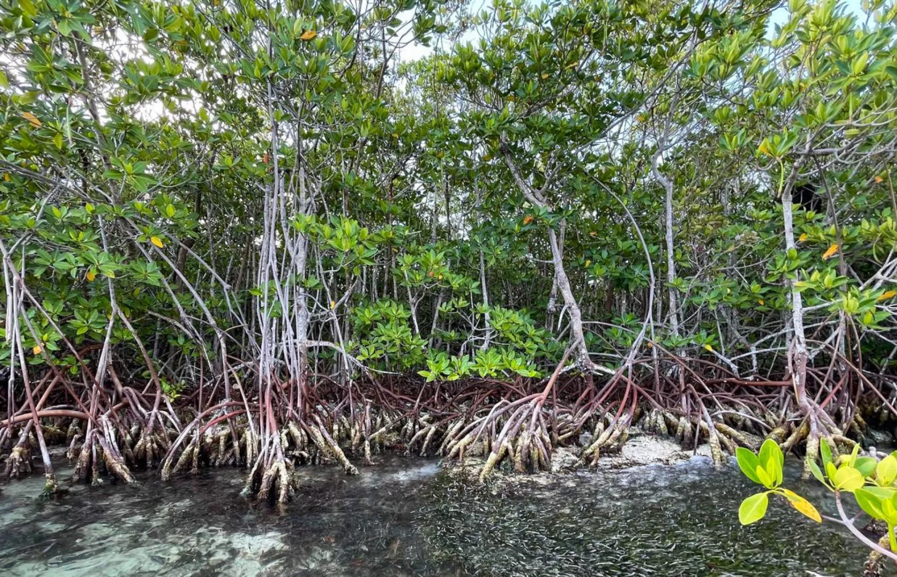 once por cuatro quintana roo