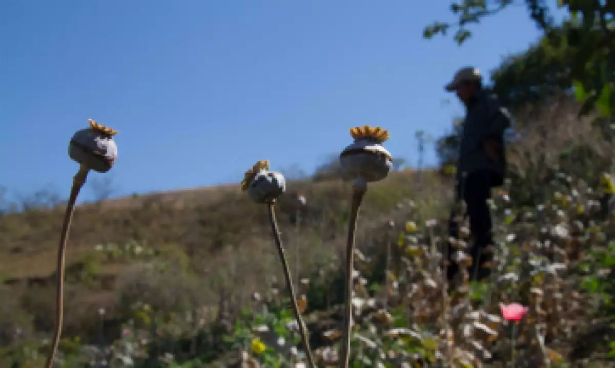 El cultivo de amapola es para algunos campesinos, tan común como el cultivo de maíz, chile o frijol. (Foto: Cuartoscuro)