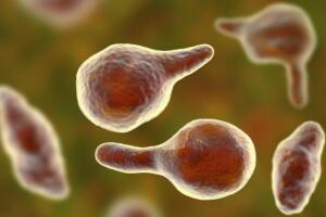 bacteria 2.jpg