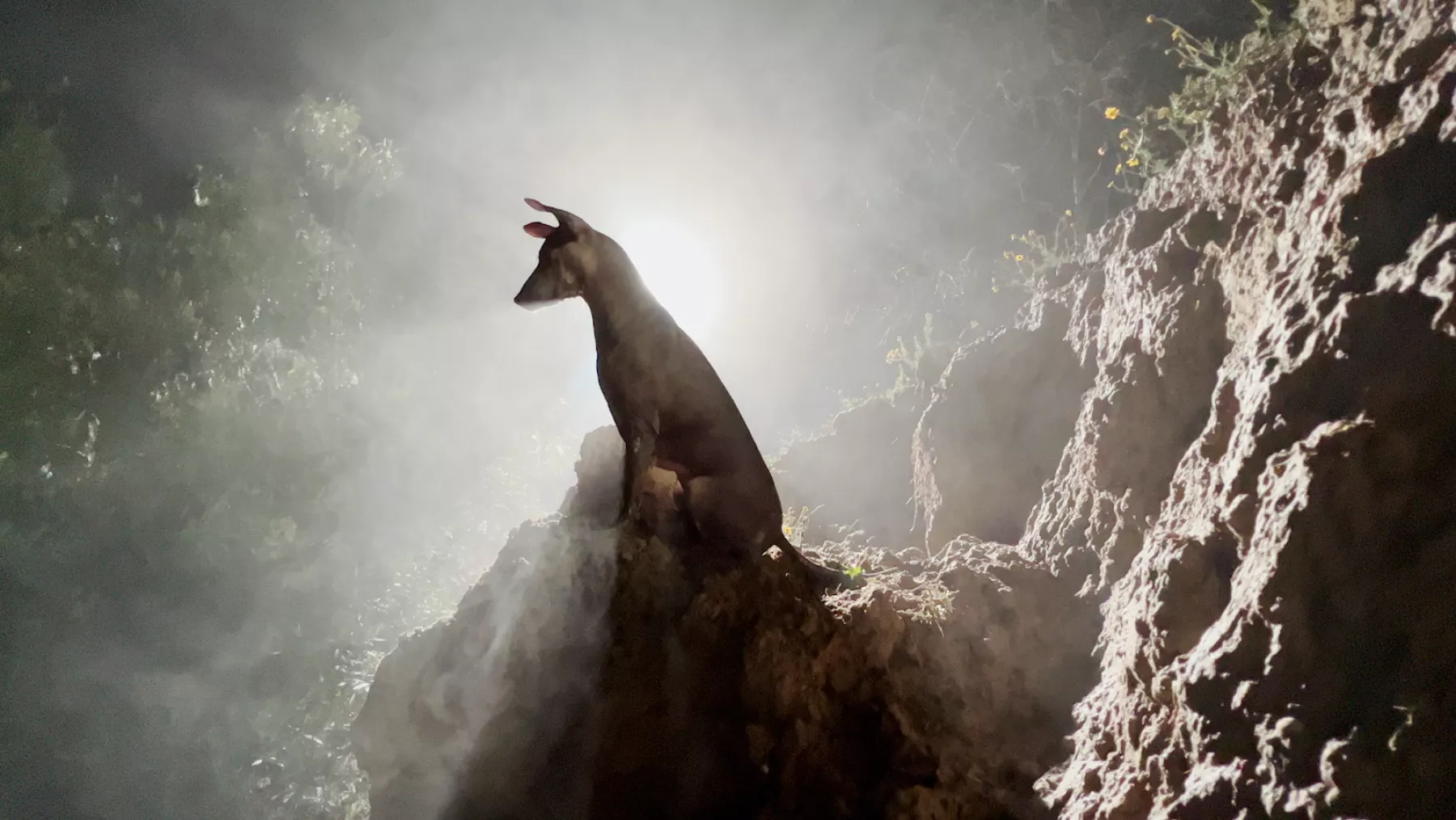 Life and Style Animales Sagrados 2.jpg