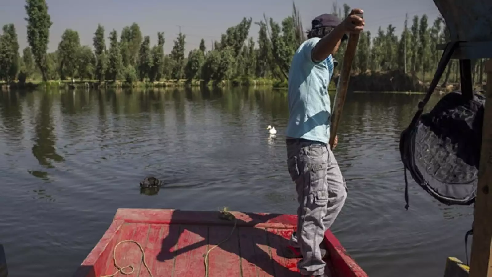 verduras, organicas, siembra