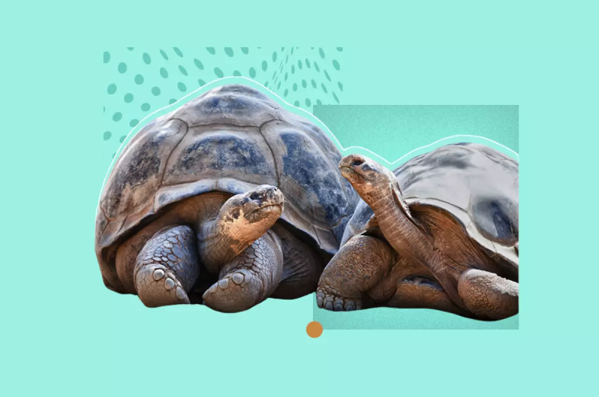 tortuga-galapagos
