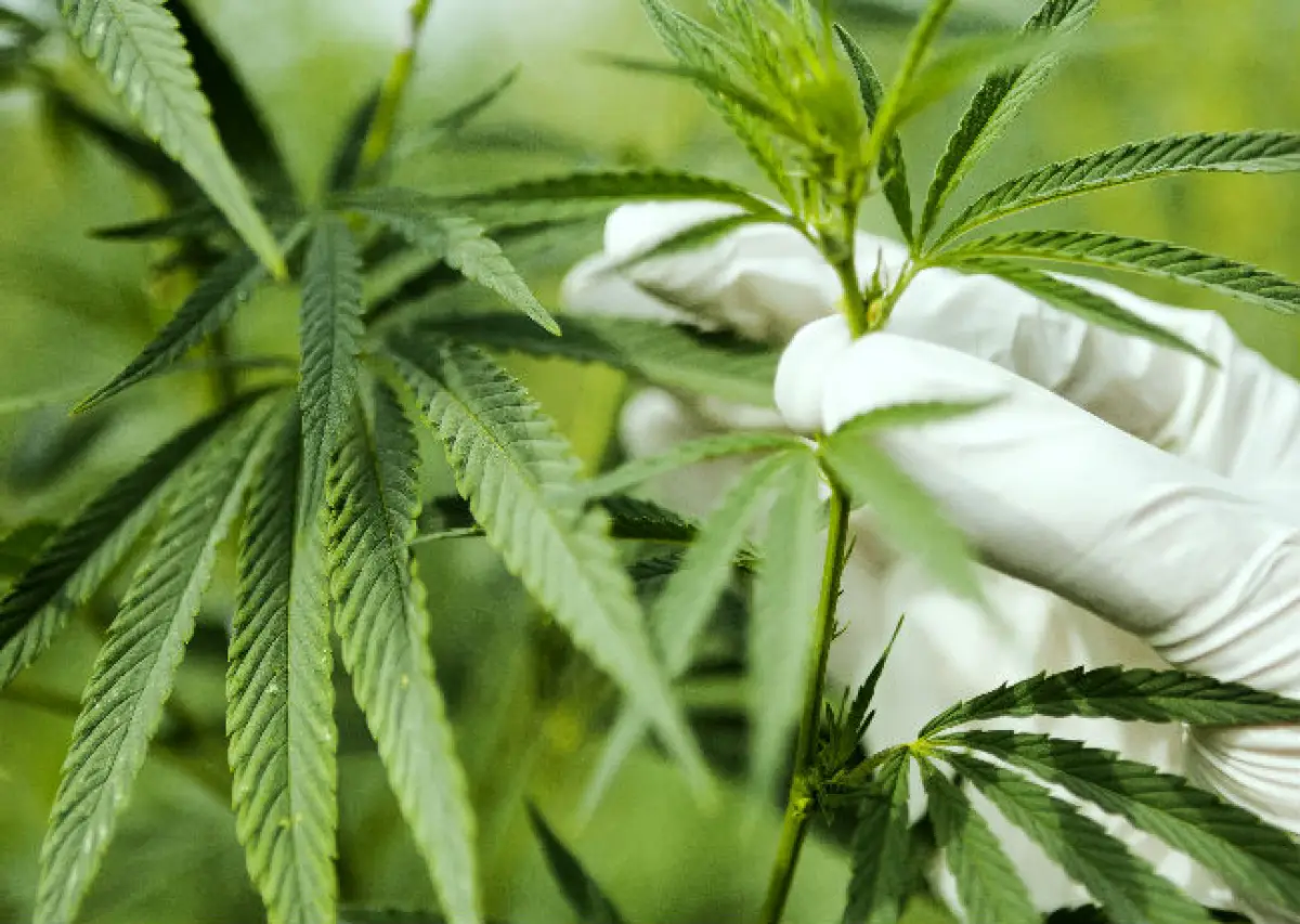 planta de marihuana