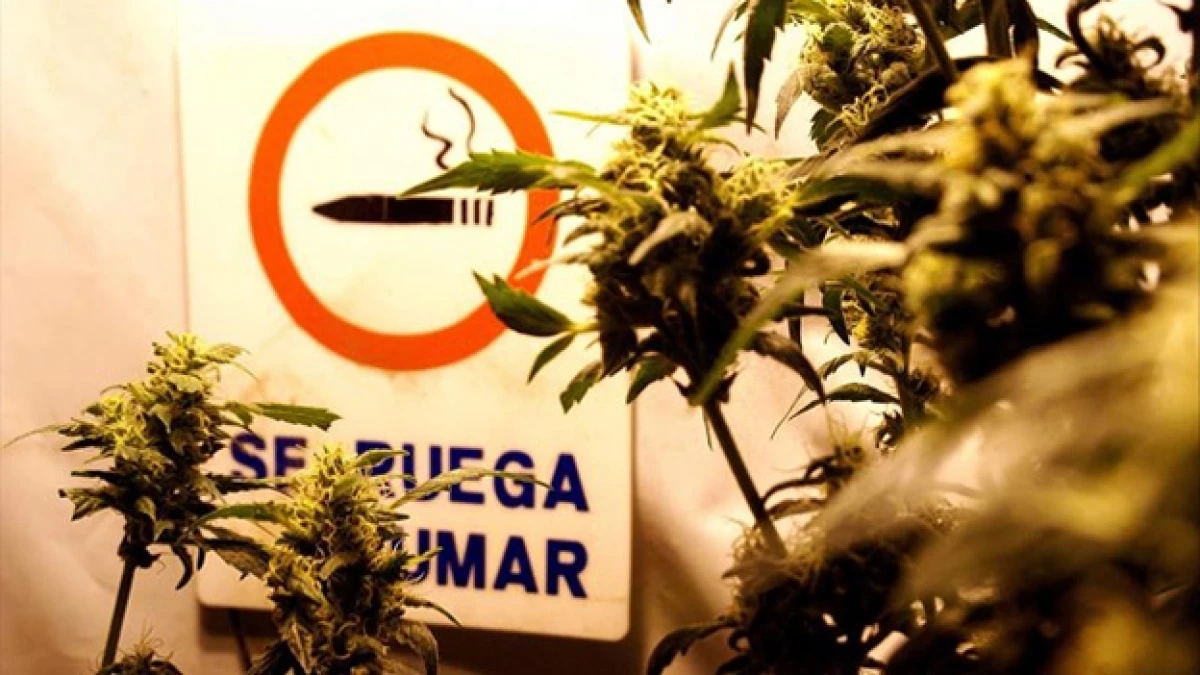 marihuana